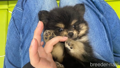 成約済の兵庫県のポメチワ:ポメラニアン×チワワ-343422の12枚目